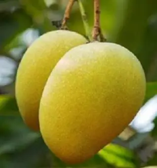 Mango আম